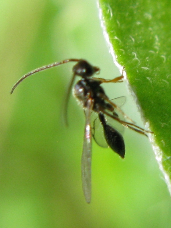 ichneumonide ? No. Forse Diapridiidae